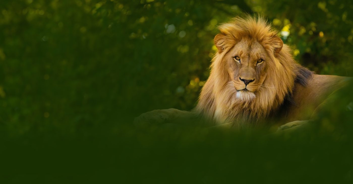 Gröntklima Lion